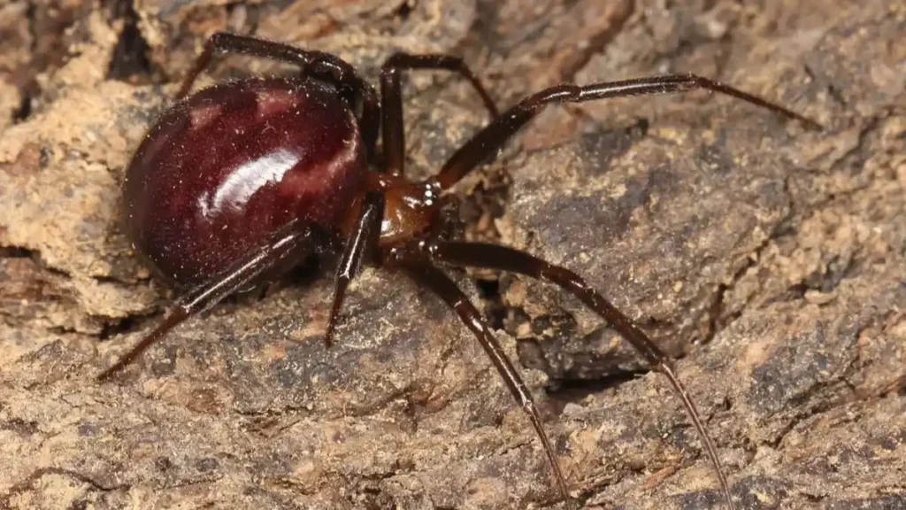 Steatoda grossa o falsa viuda negra